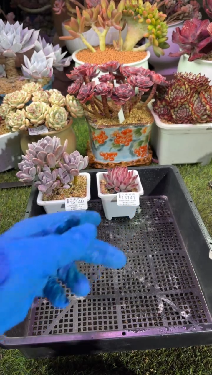 【闪购商品】15141