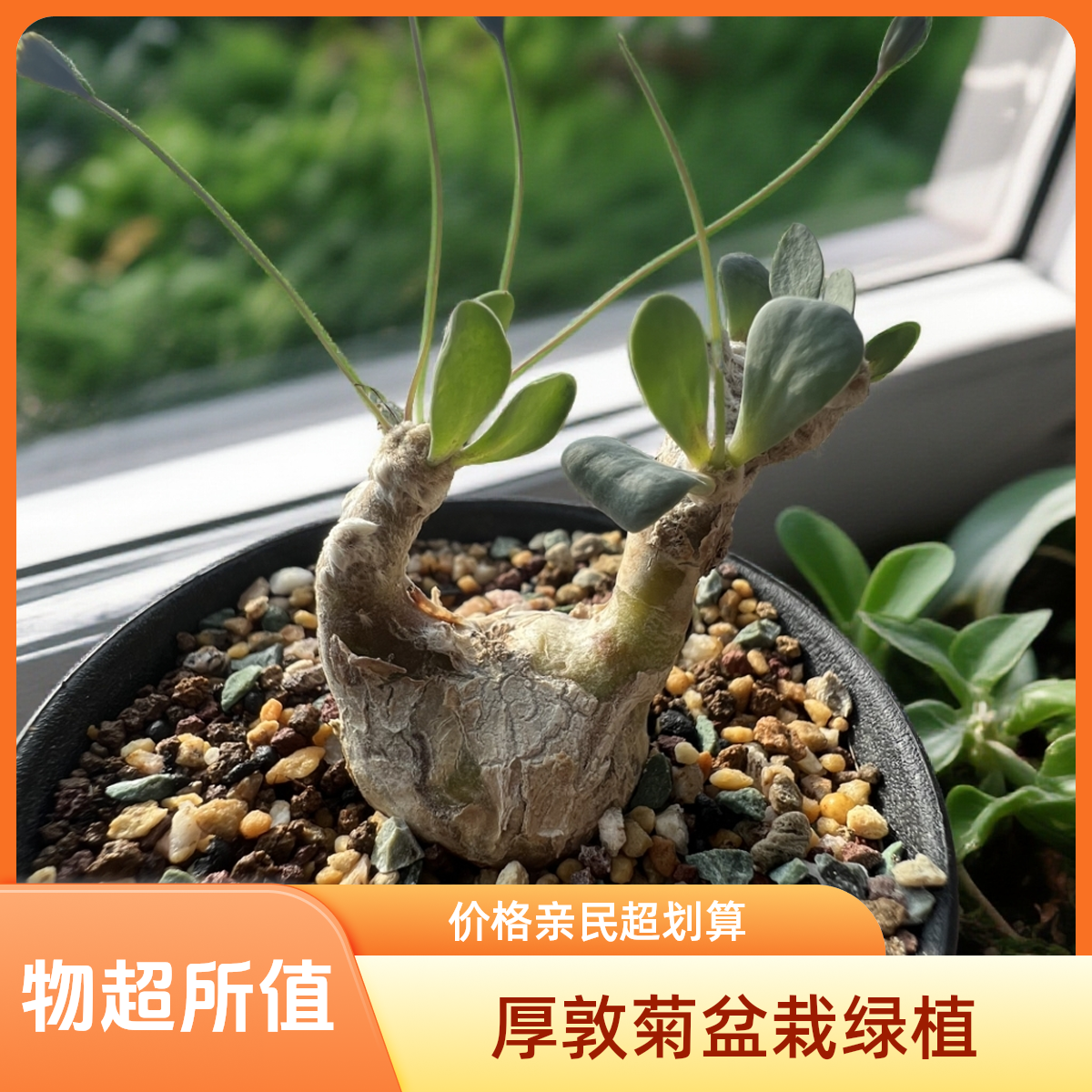 实生恩特美厚敦菊适合桌面室内盆栽的绿植花卉