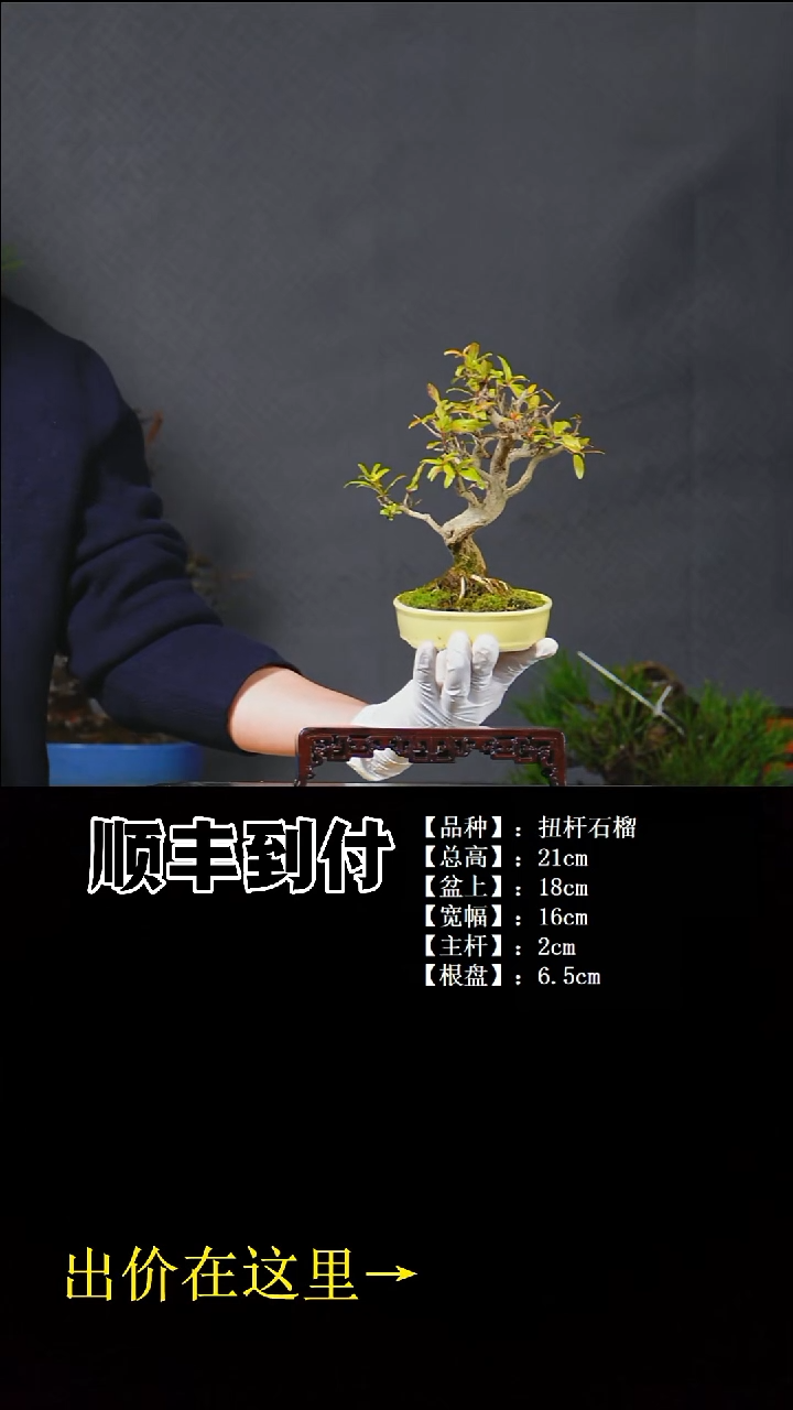 无花朵扭杆石榴 不包邮