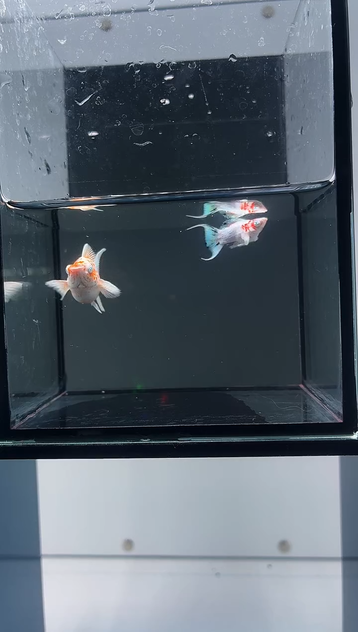 黑玛丽鱼樱花一对-71