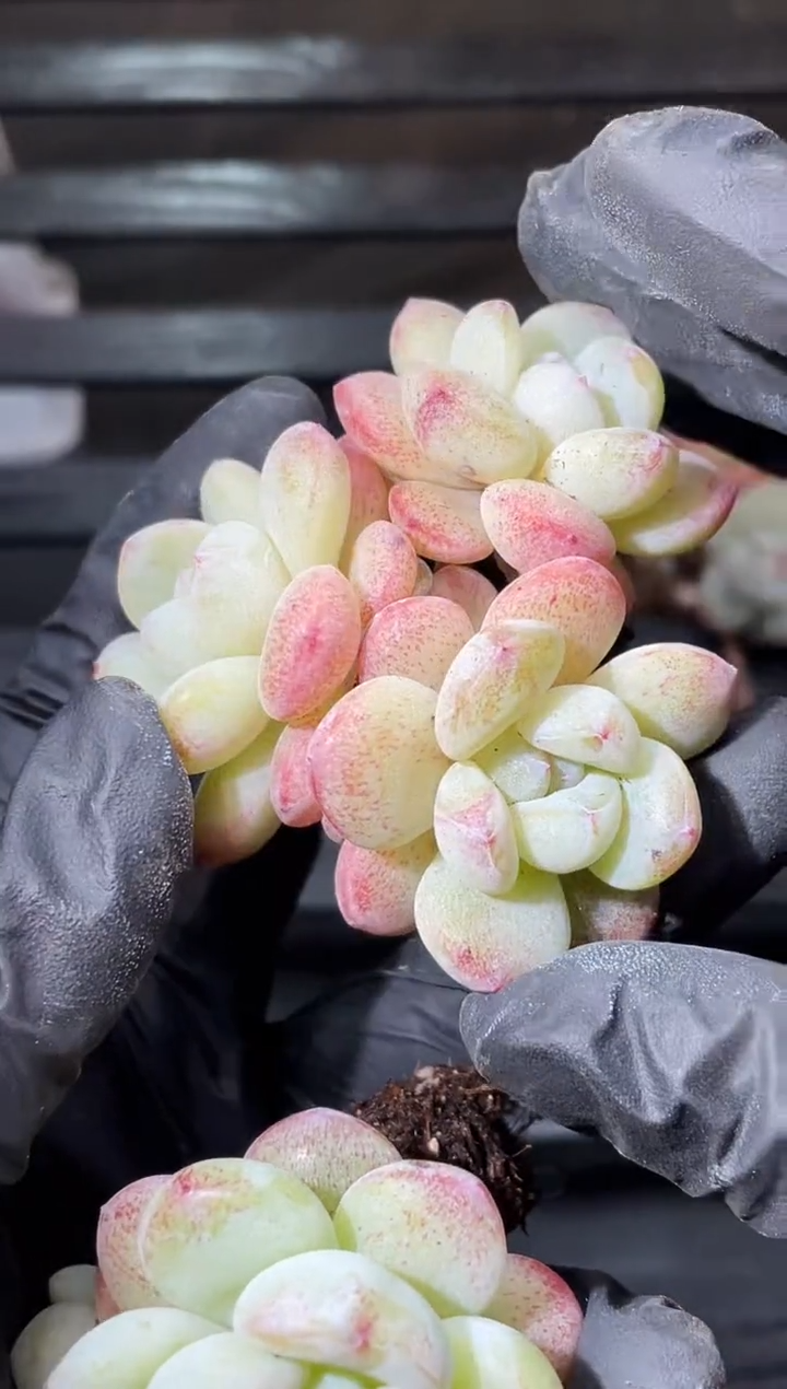 24-88奶茶加冰4-5厘米不包整散量拍发一颗