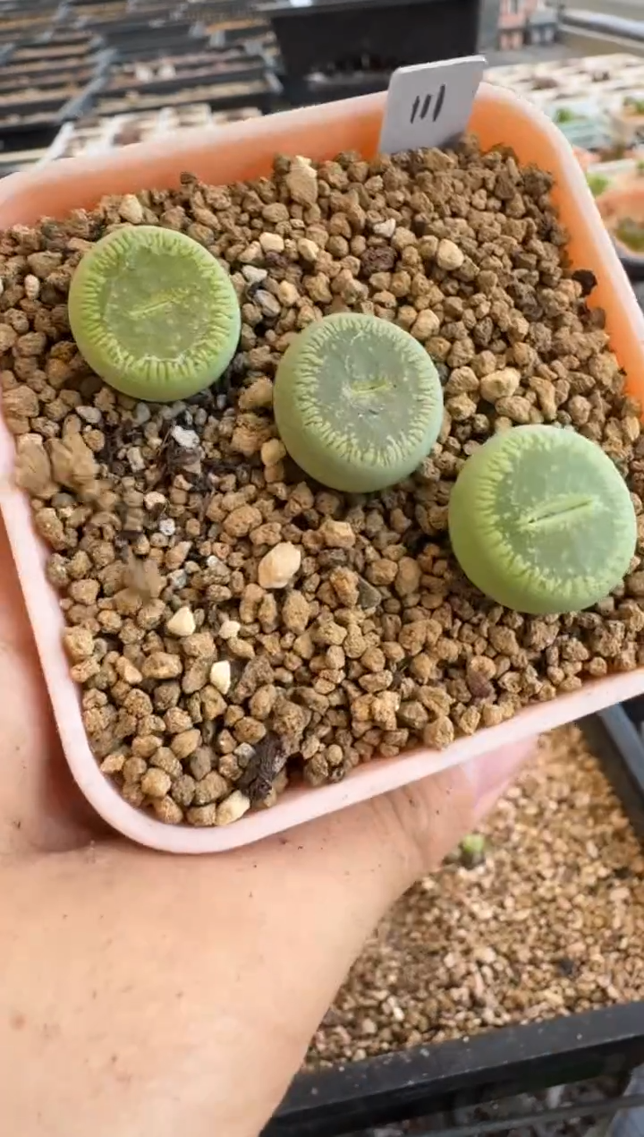 10-78多肉植物肉锥