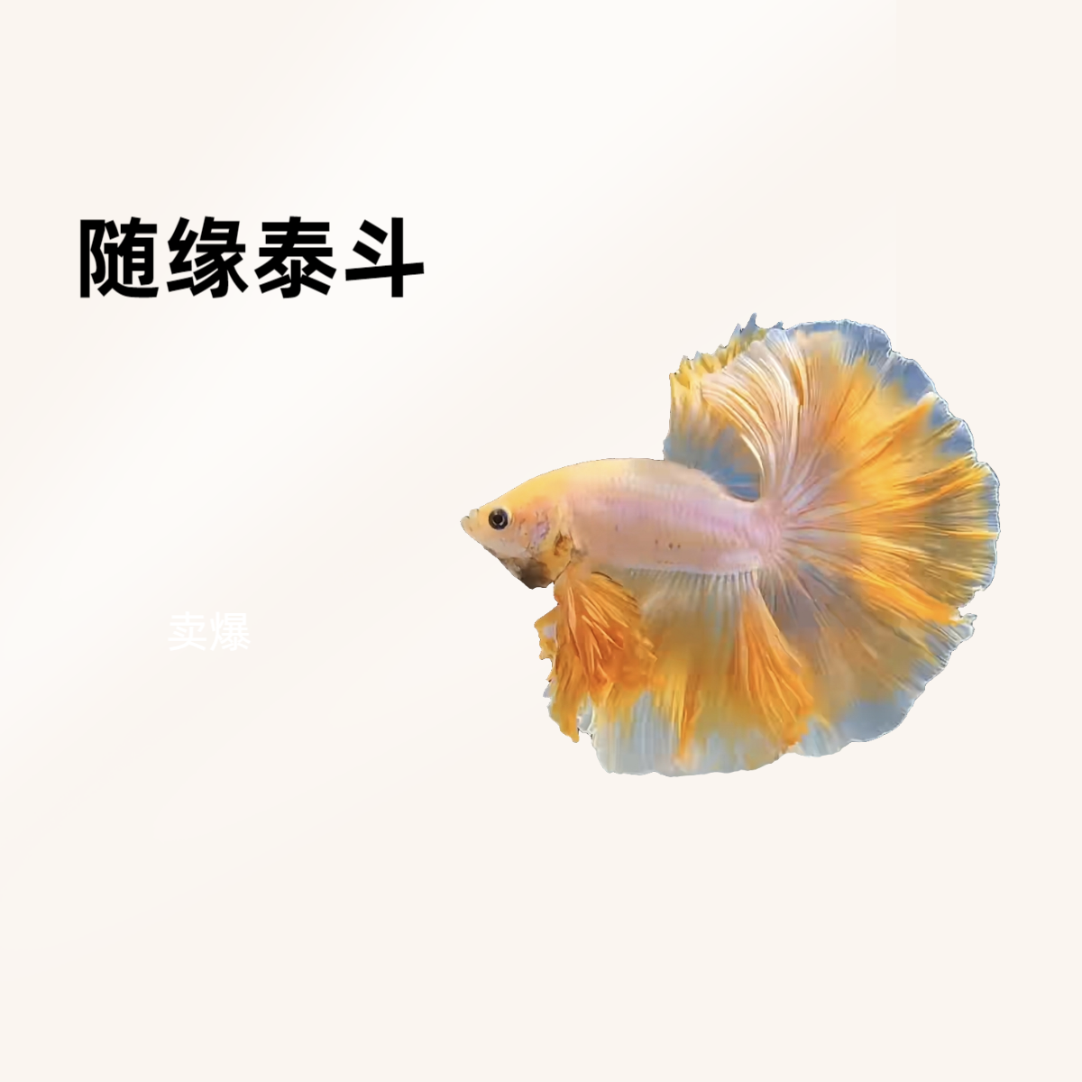 A16（361-384）随缘泰斗小型热带观赏鱼（直播间选鱼）