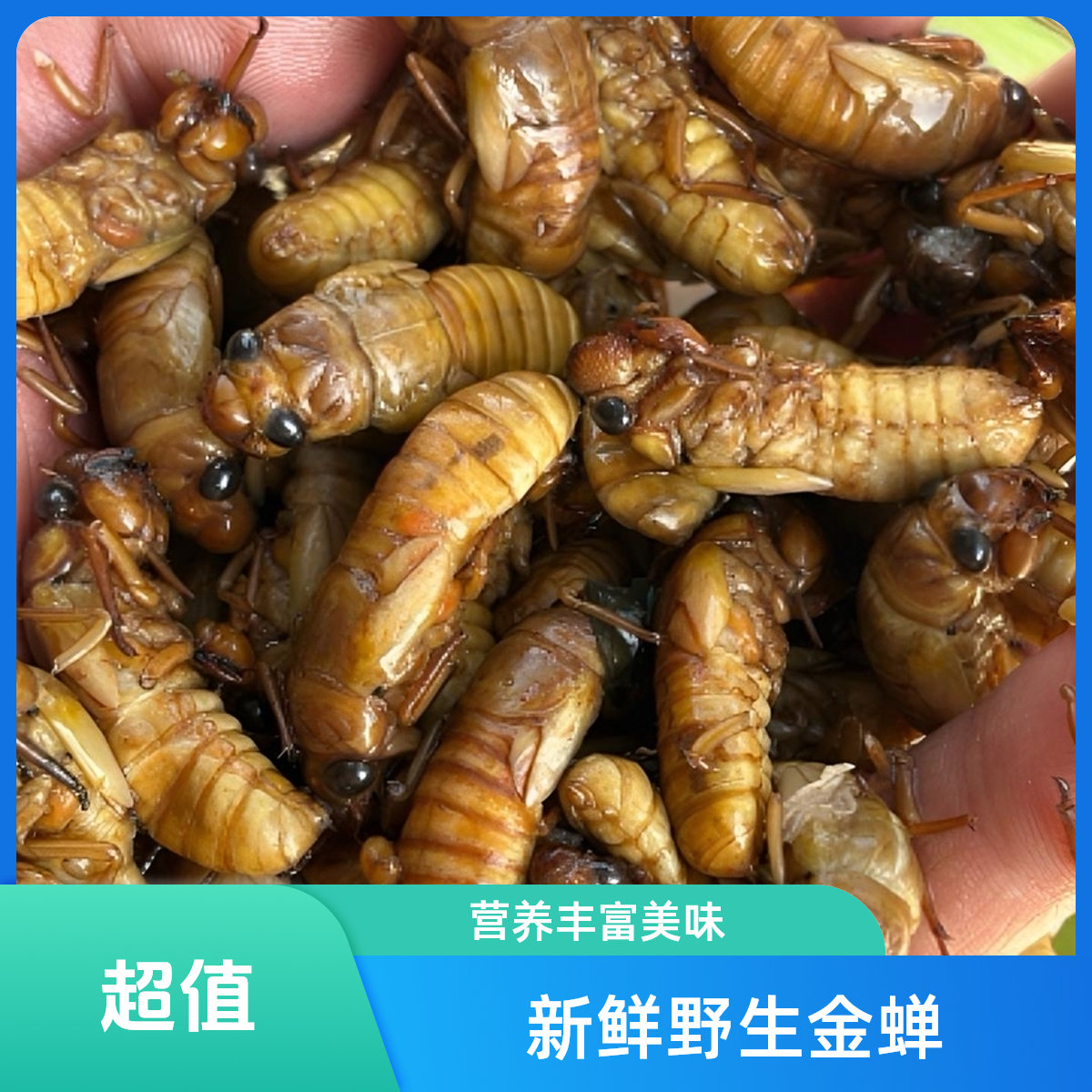 超低价2025新鲜野生金蝉 知了猴 爬叉 4瓶200只顺丰包邮油炸爆香