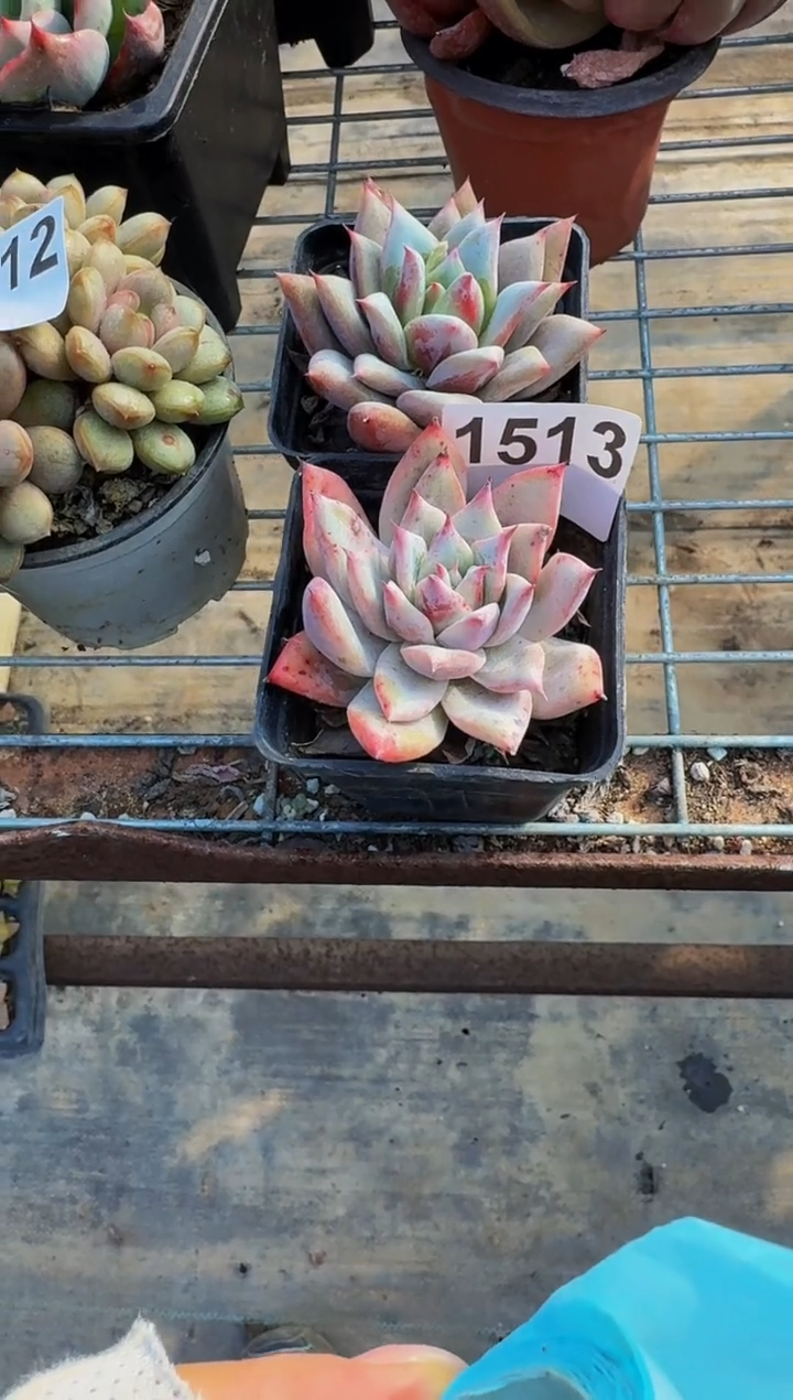 【闪购商品】1513两颗祖母绿（裸根发货）