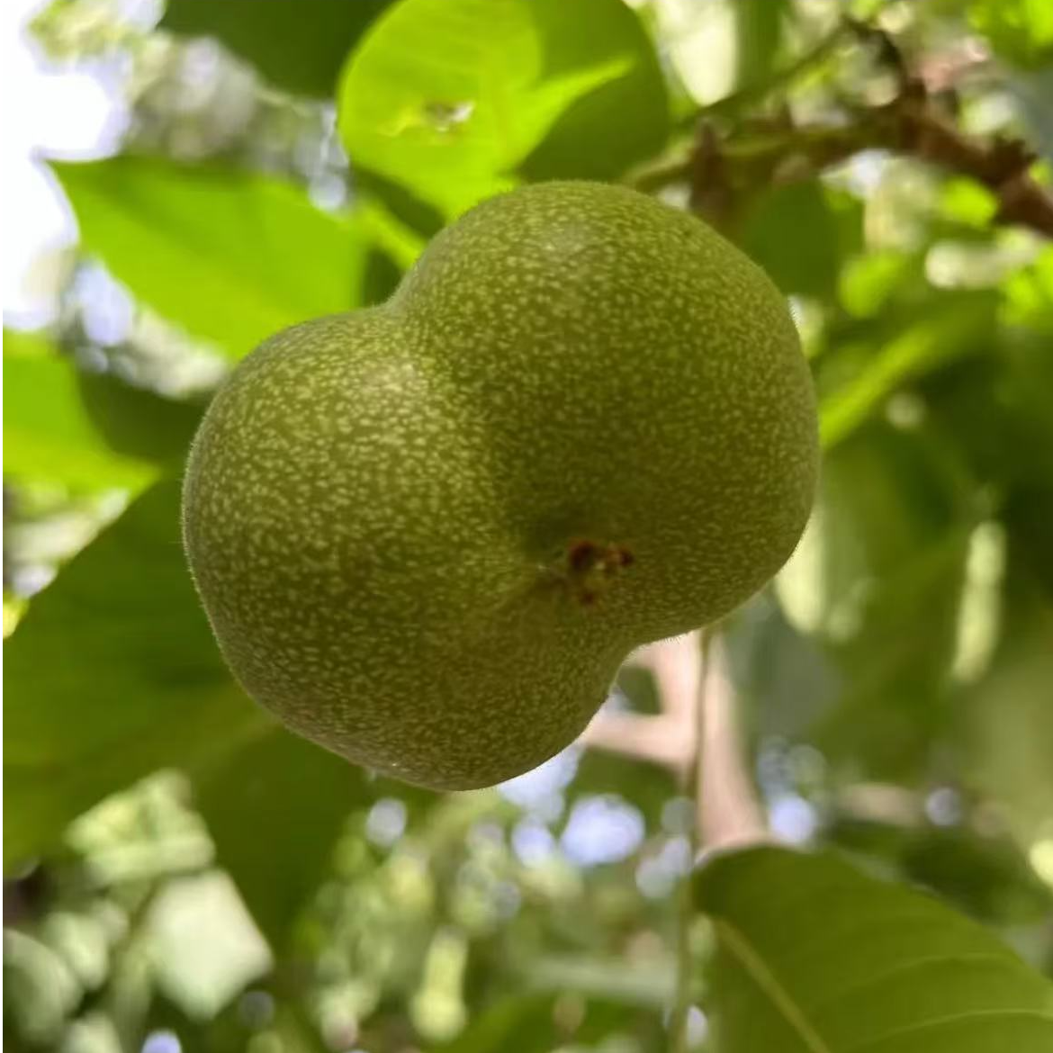 文玩核桃青皮手把件