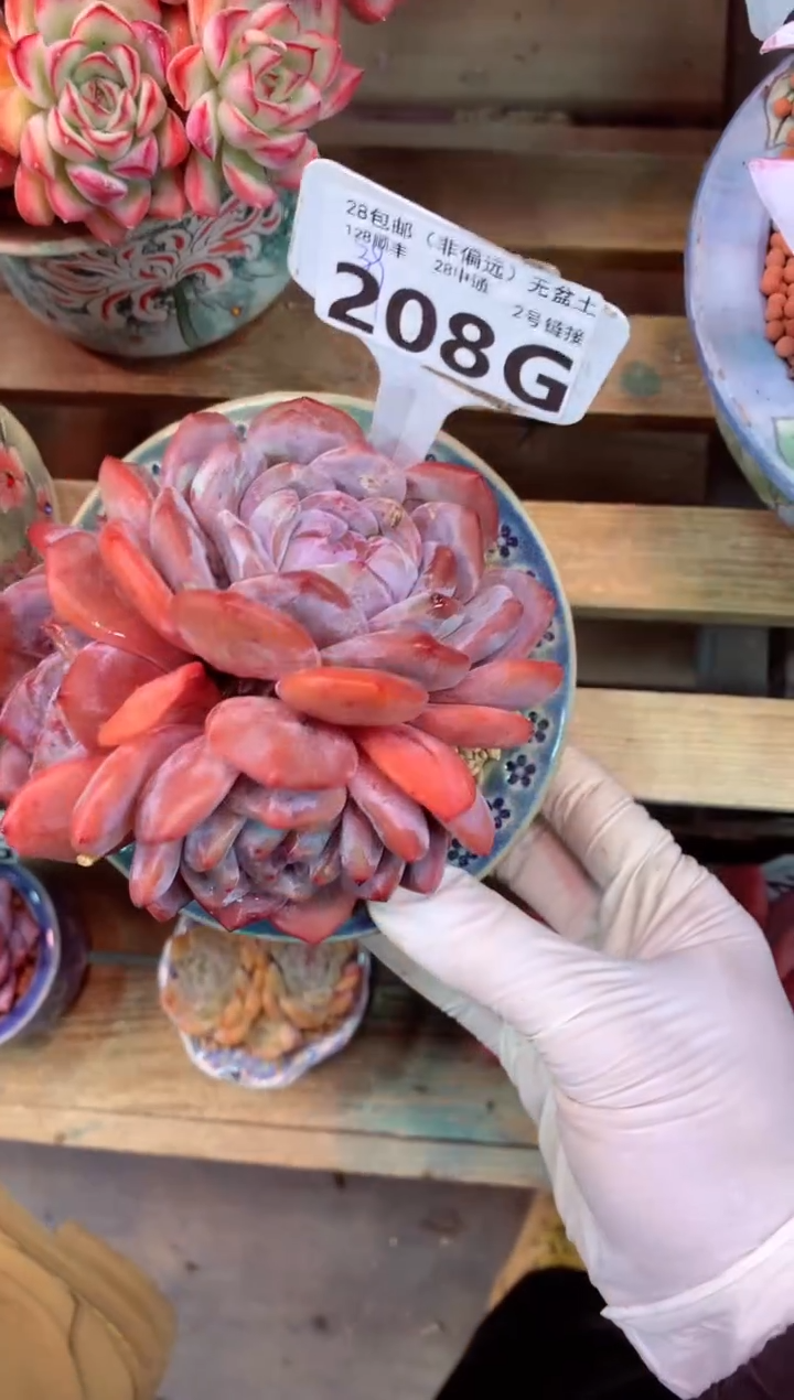 028G（一物一拍，精品多肉，w所见即所得 ）