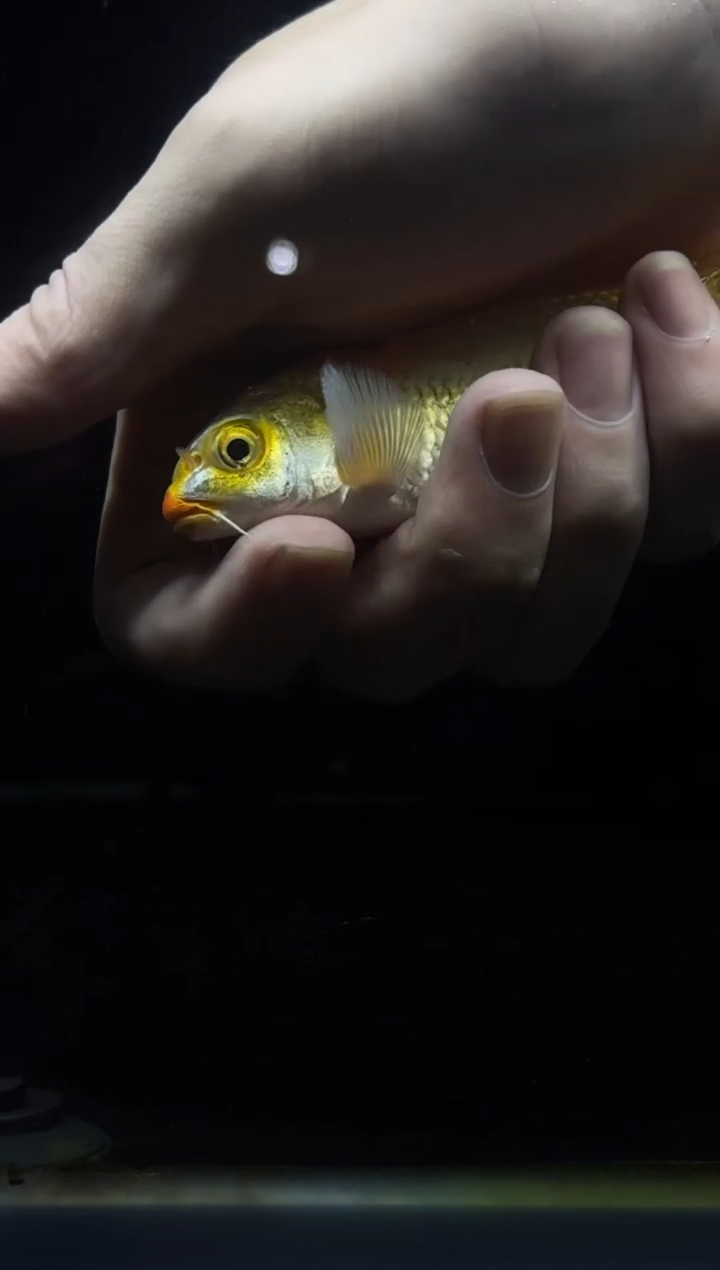 蝴蝶鲤鱼B***d黄金蝴蝶鲤