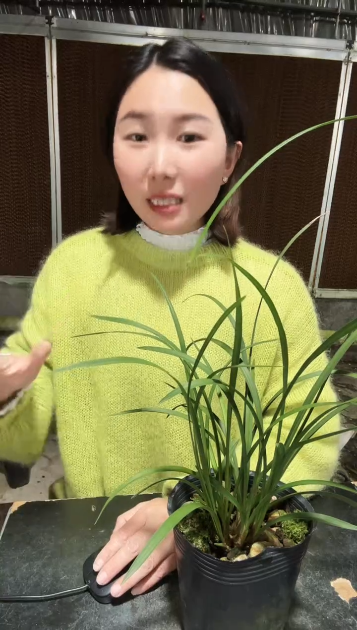 无花朵7苗带花苞白雪冰心  