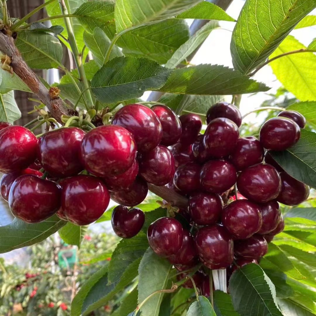 【乌克兰+大红灯】车厘子大樱桃树苗抗寒耐热盆栽地栽南方北方种植8