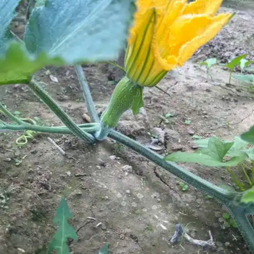 四川友谊村农家自种新鲜瓜果蔬菜