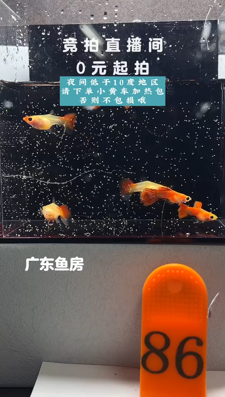 孔雀鱼赤焰精灵7只编号86
