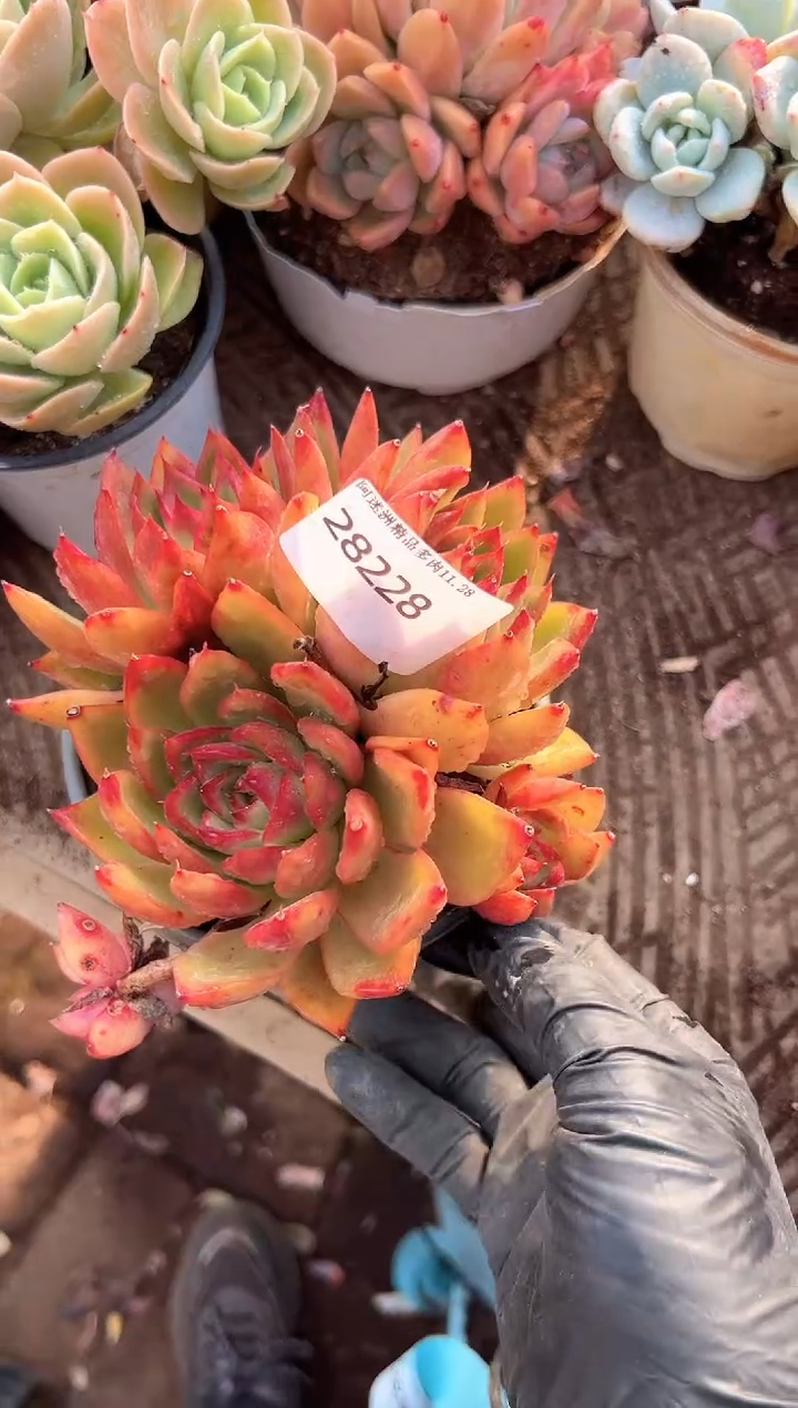 郭*阿迷洲多肉花卉28228