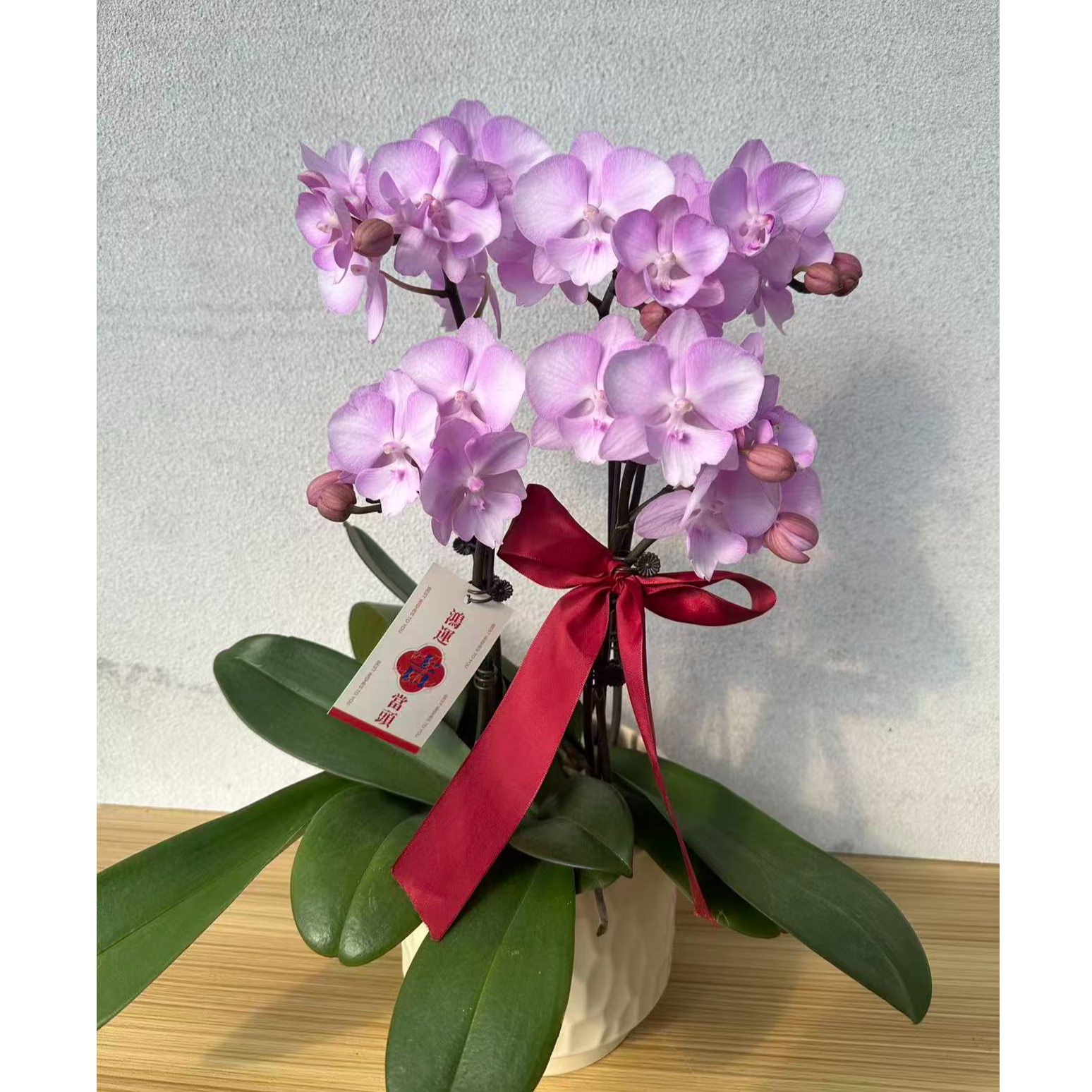 高品质 年宵花 {神仙姐姐}粉红色系 好养易活 懒人花卉