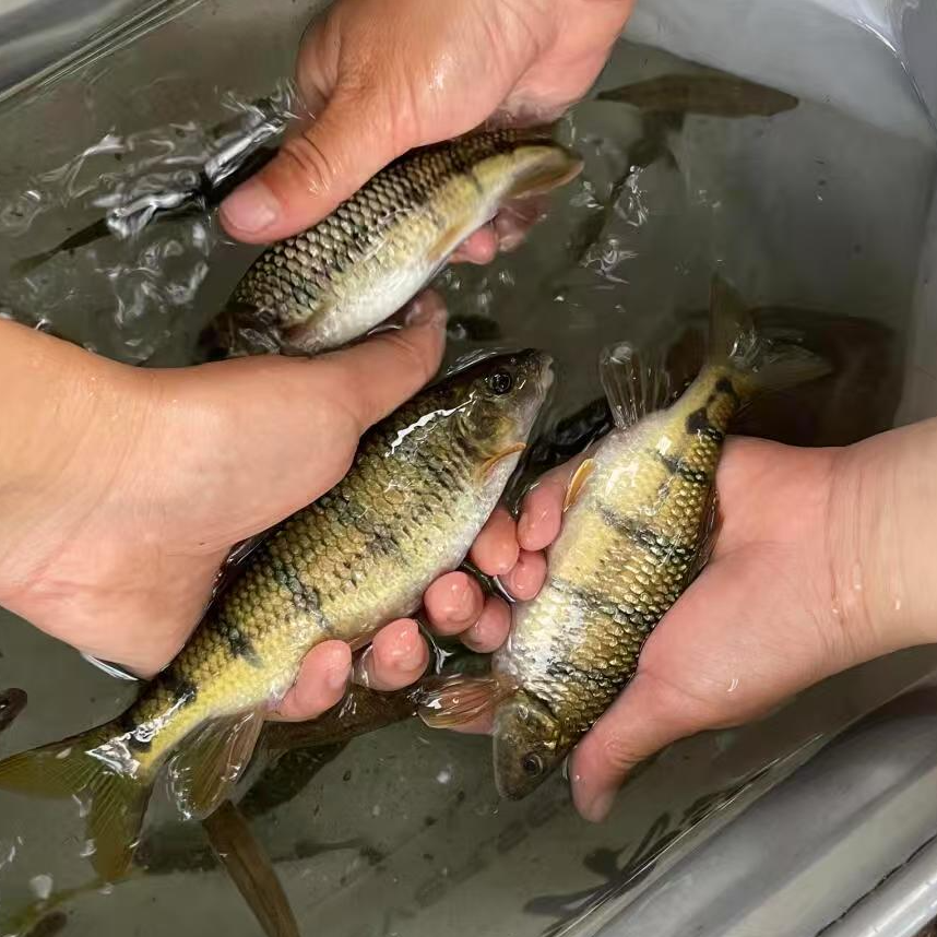 【小明农产品】溪流石斑鱼