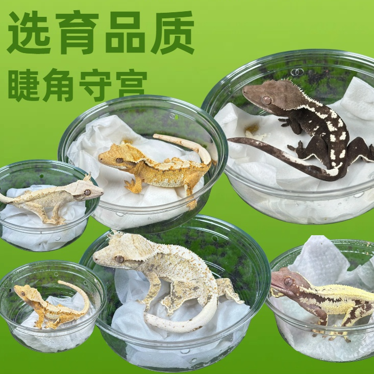 高端睫角守宫巨人守宫盖勾亚守宫选育爬宠异宠懒人饲养