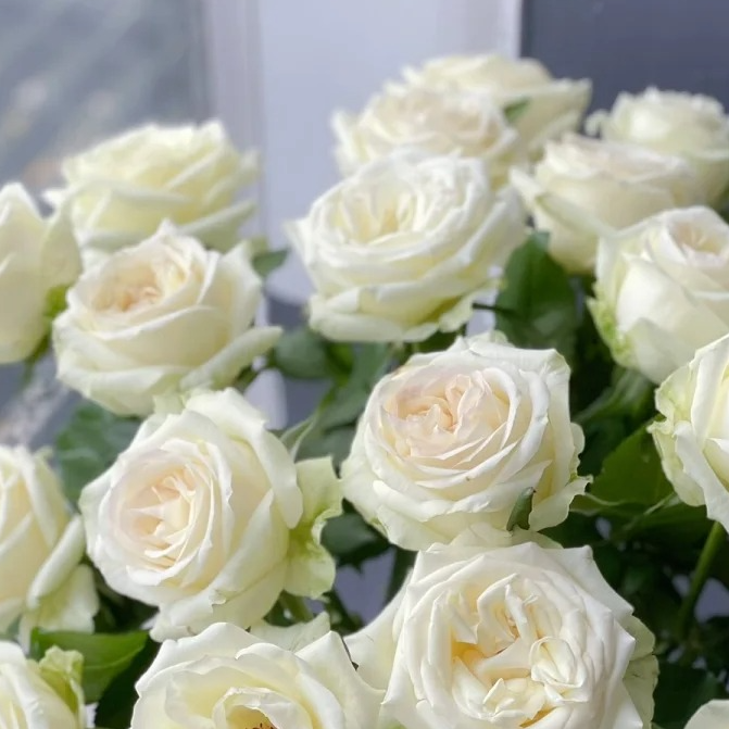 【禾韵山东】白荣耀自有基地智慧鲜切花家用花束鲜花花材花卉同城