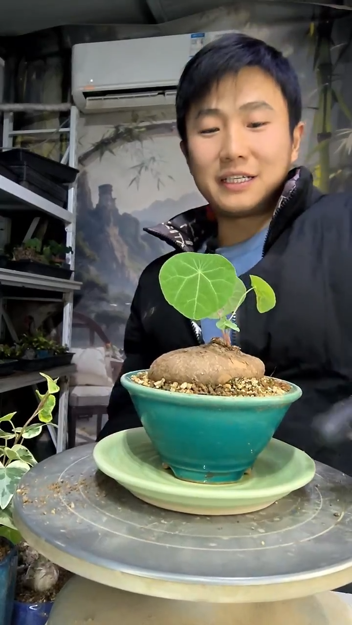 云*中青园艺一物一拍花172