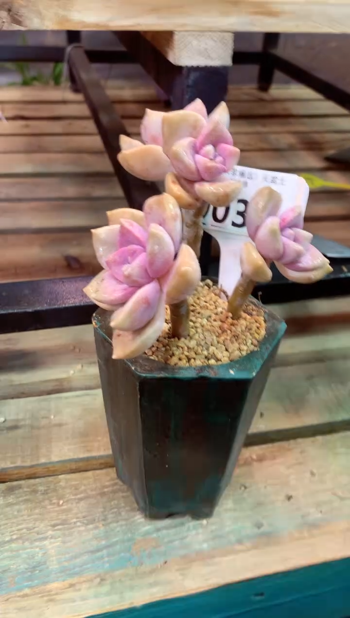 003K（一物一拍，精品多肉，所见即所得 ）