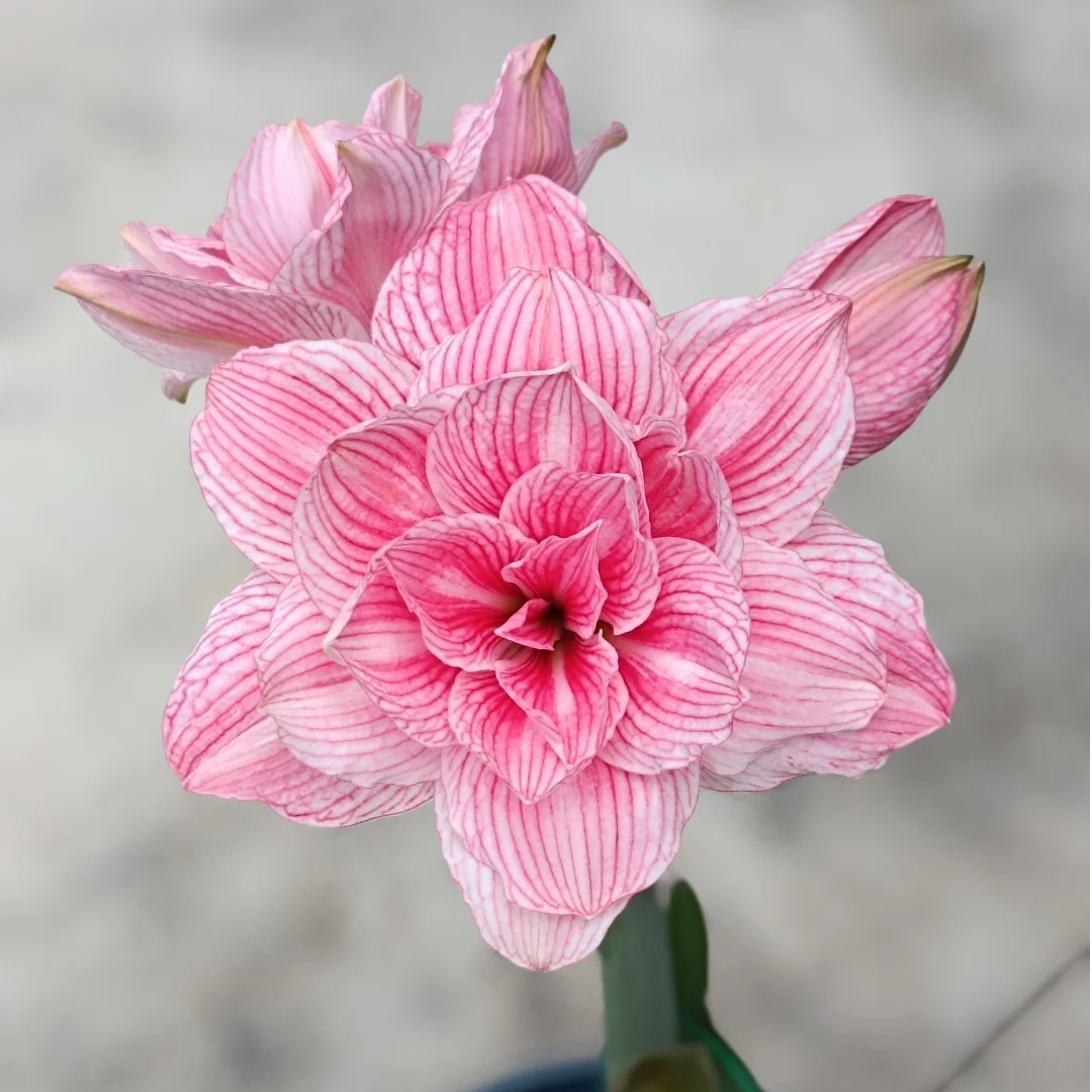 孤宝仙子 朱顶红种球台湾朱