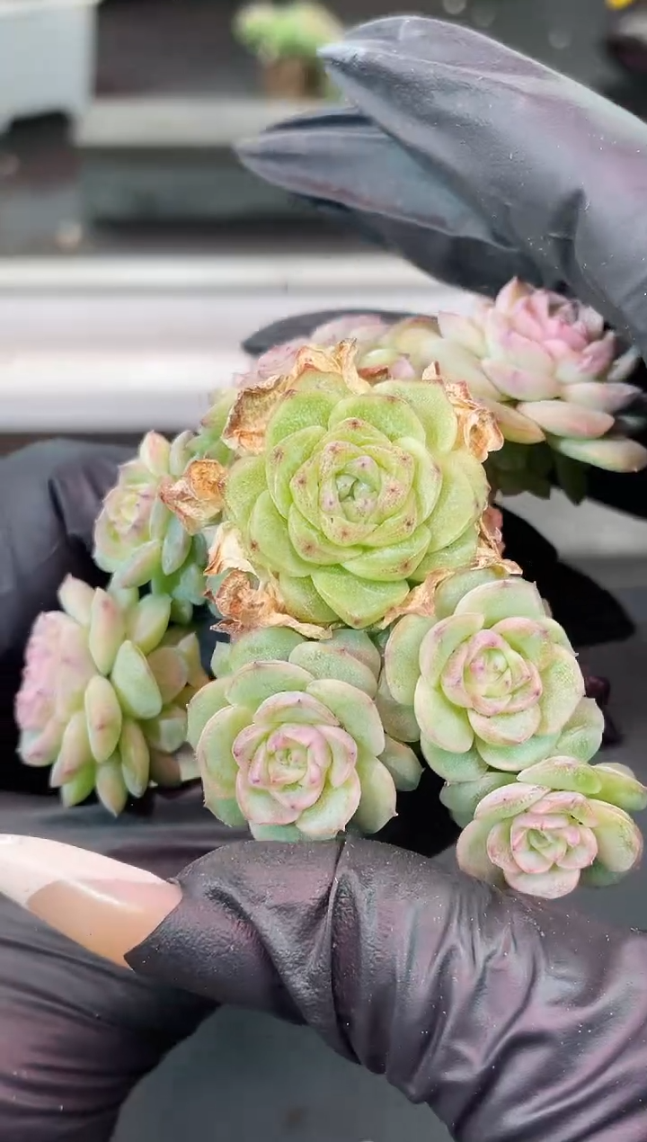 闪购1795  优选多肉一颗   