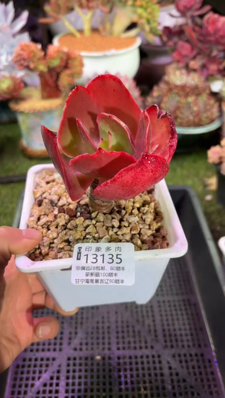 【闪购商品】13135