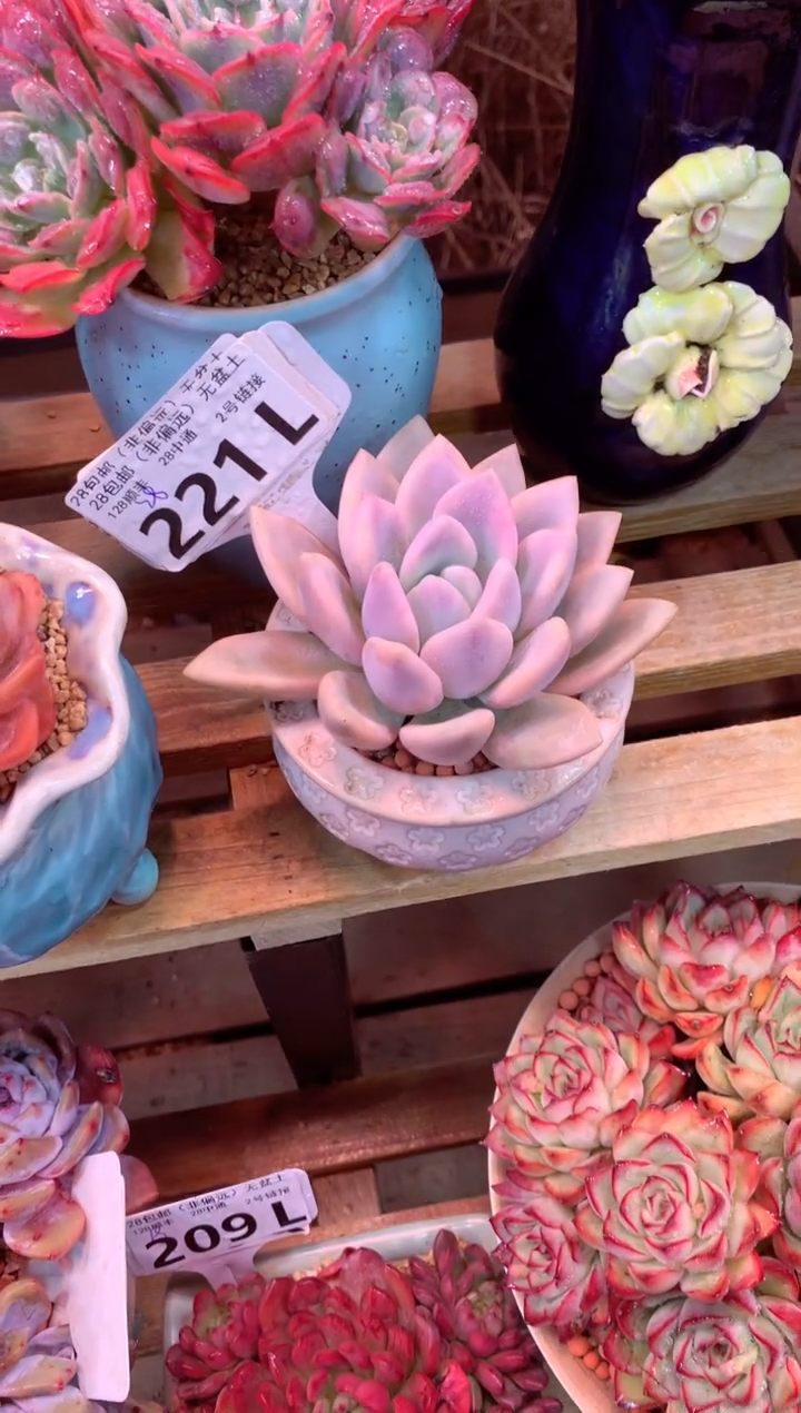 221L（一物一拍，精品多肉，所见即所得 ）