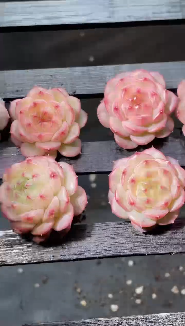 17-59 万花筒2-3厘米量拍发一颗