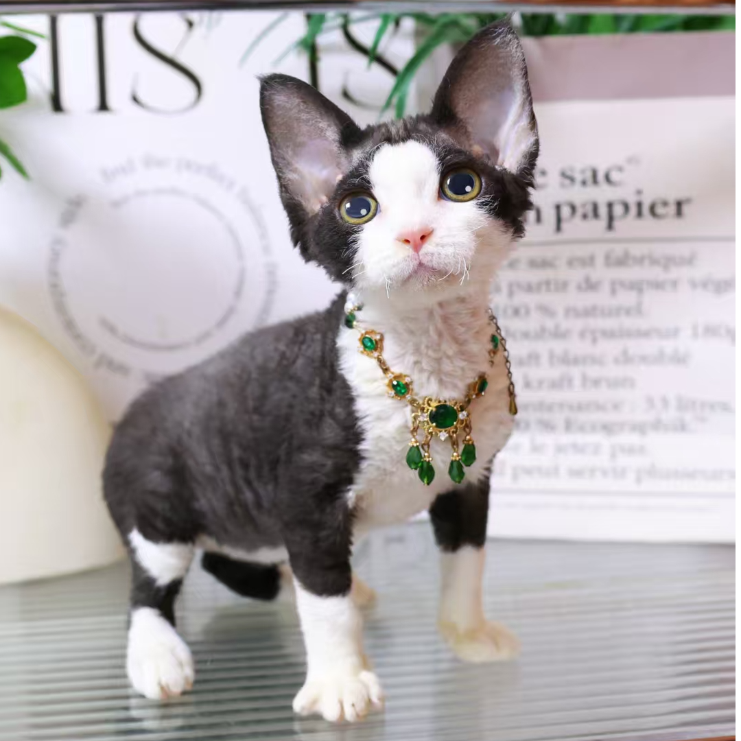 【蔚蓝】德文卷毛猫黑白开脸妹妹-小米
