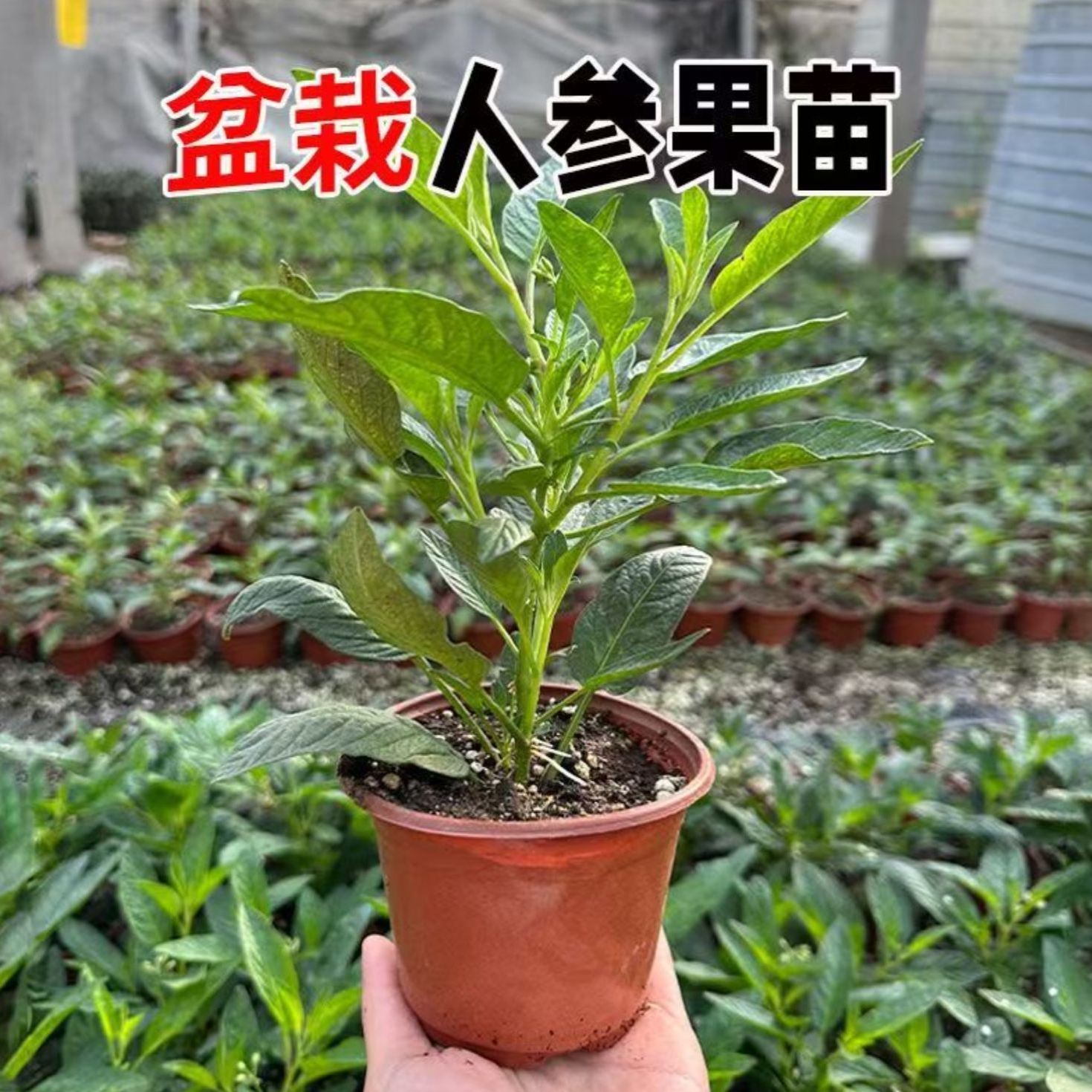 盆栽人参果苗当年结果长寿人生果可食用四季盆栽大果数苗