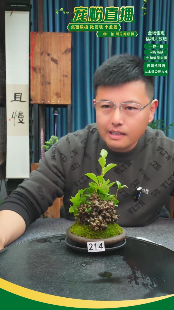 无花朵淡*月苔藓微景观214号