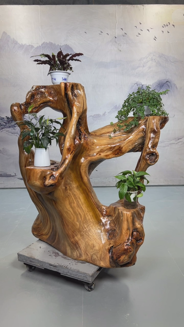 【闪购商品】香樟木香樟木整体树根根位花架