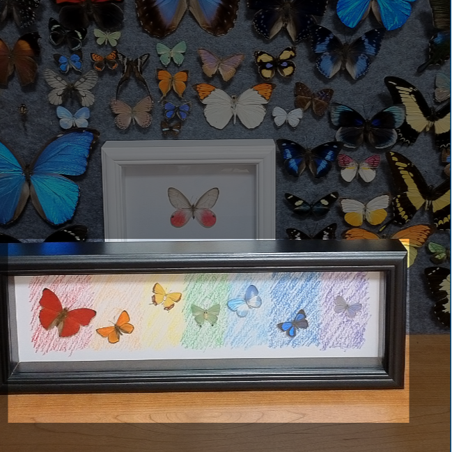 7只彩虹蝴蝶带框成品