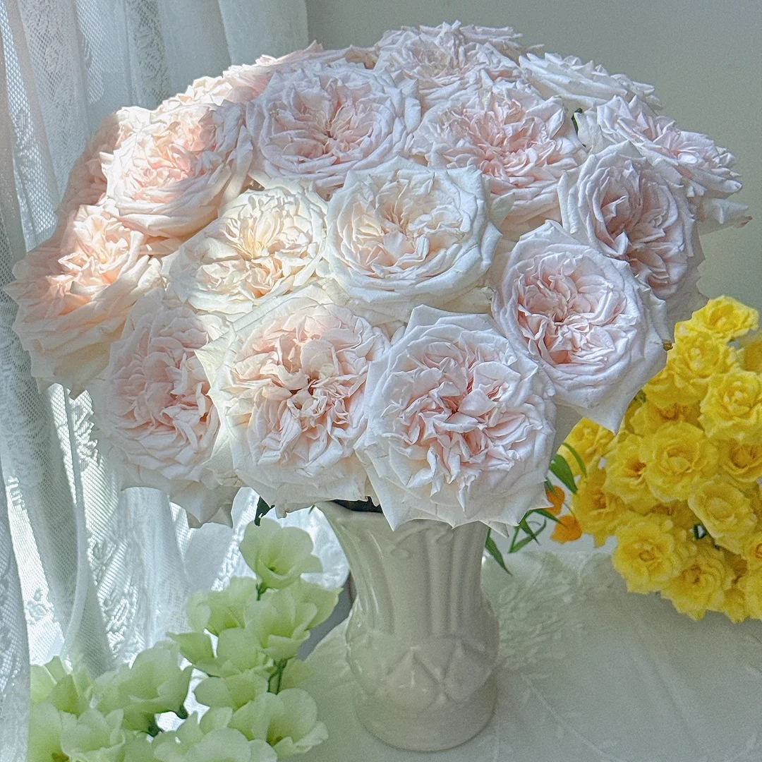 天鹅湖【单头玫瑰】，1单冷链包邮，2单升级顺丰冷链，远的发德邦