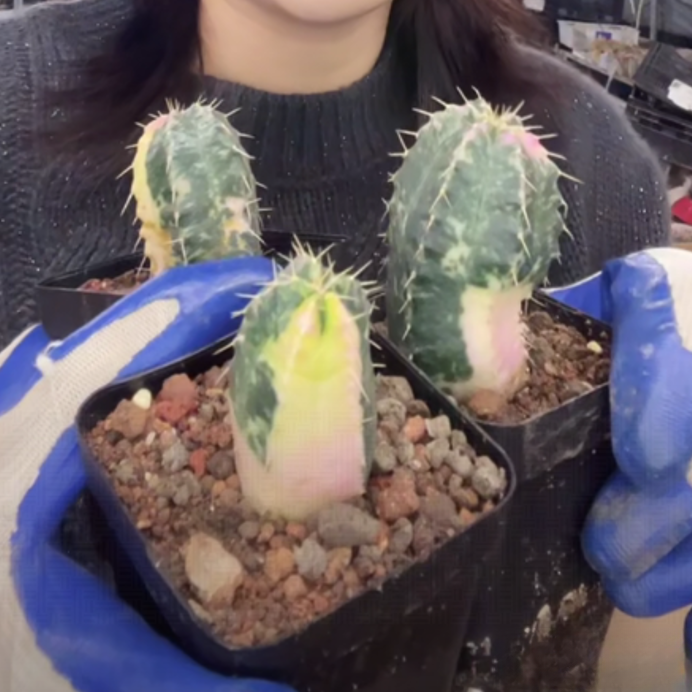 二妹园艺【 1棵  宇宙殿锦   侧芽自根 】 带盆土随机发货