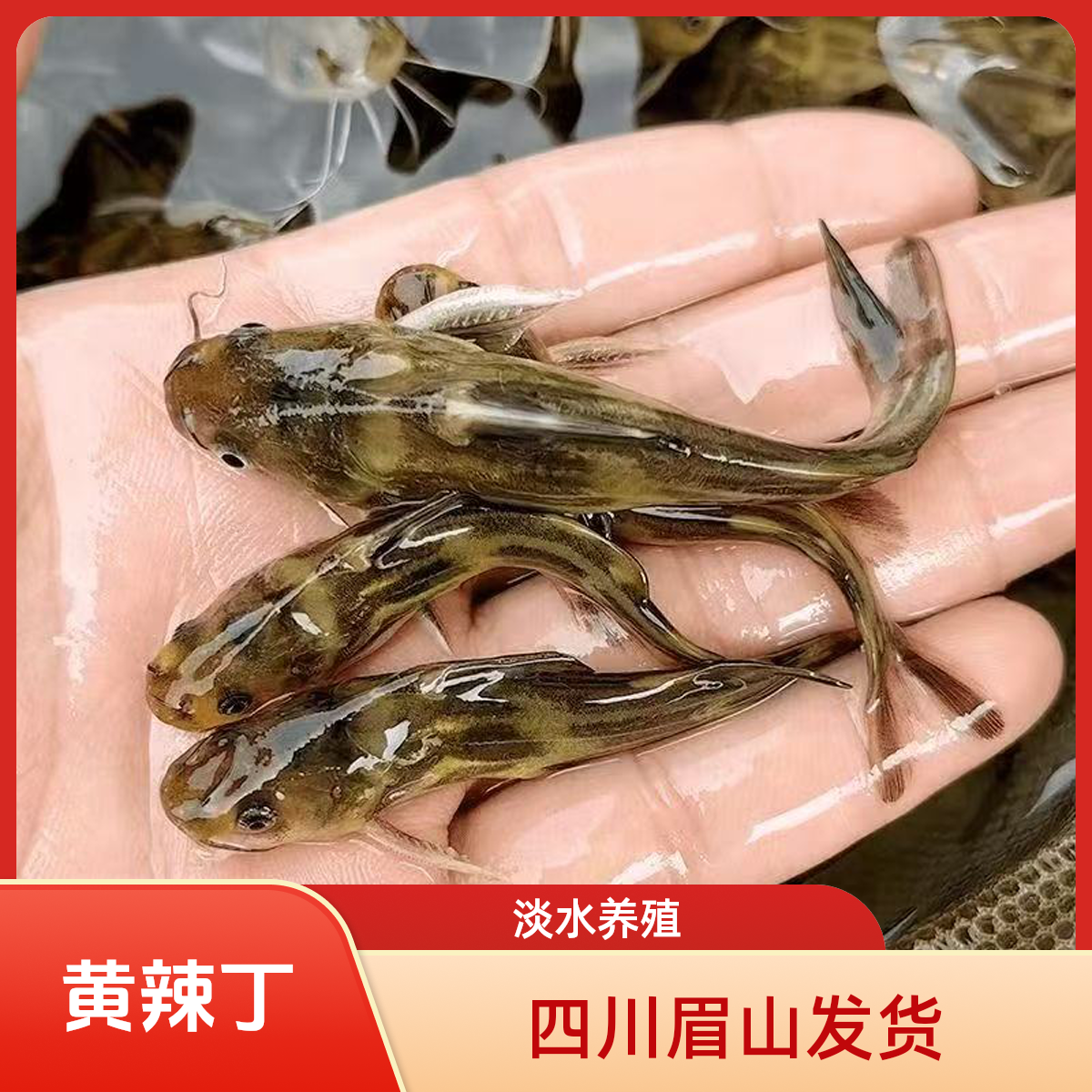 黄辣丁 黄骨鱼 四川眉山渔场直发可食用观赏宠物鱼