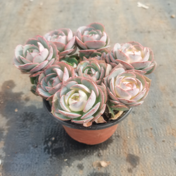 克罗地亚玫瑰  精品多肉植物 新手好栽 好养 云南发货