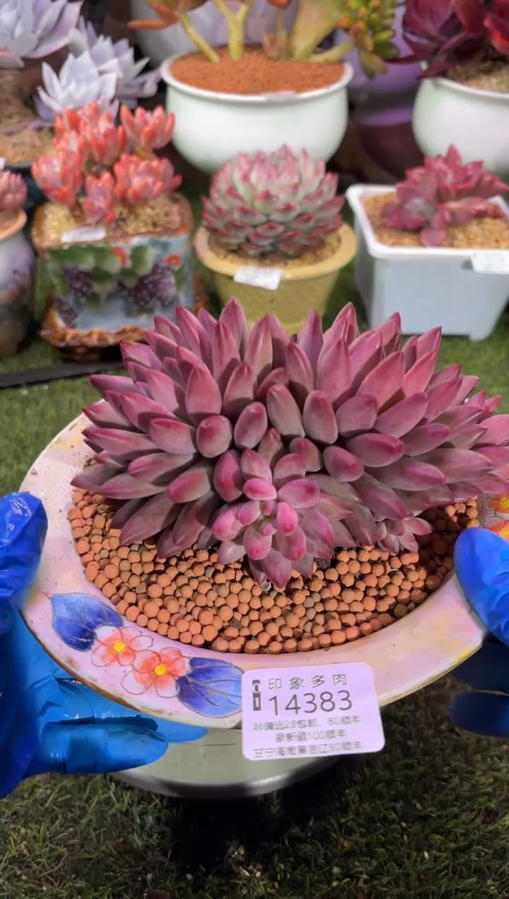 【闪购商品】14383