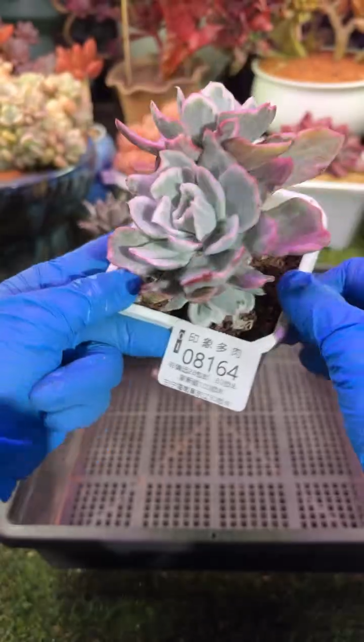 【闪购商品】08164