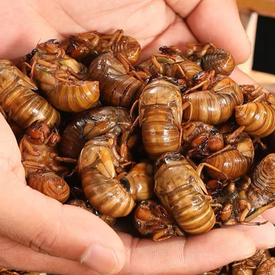  【宝儿姐专属】新鲜山东活体速冻结了龟活体速冻批发可油炸烧烤