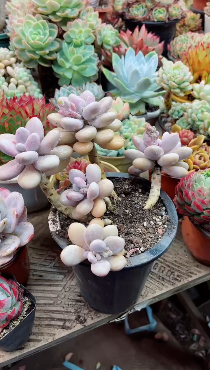 【闪购商品】09068多肉