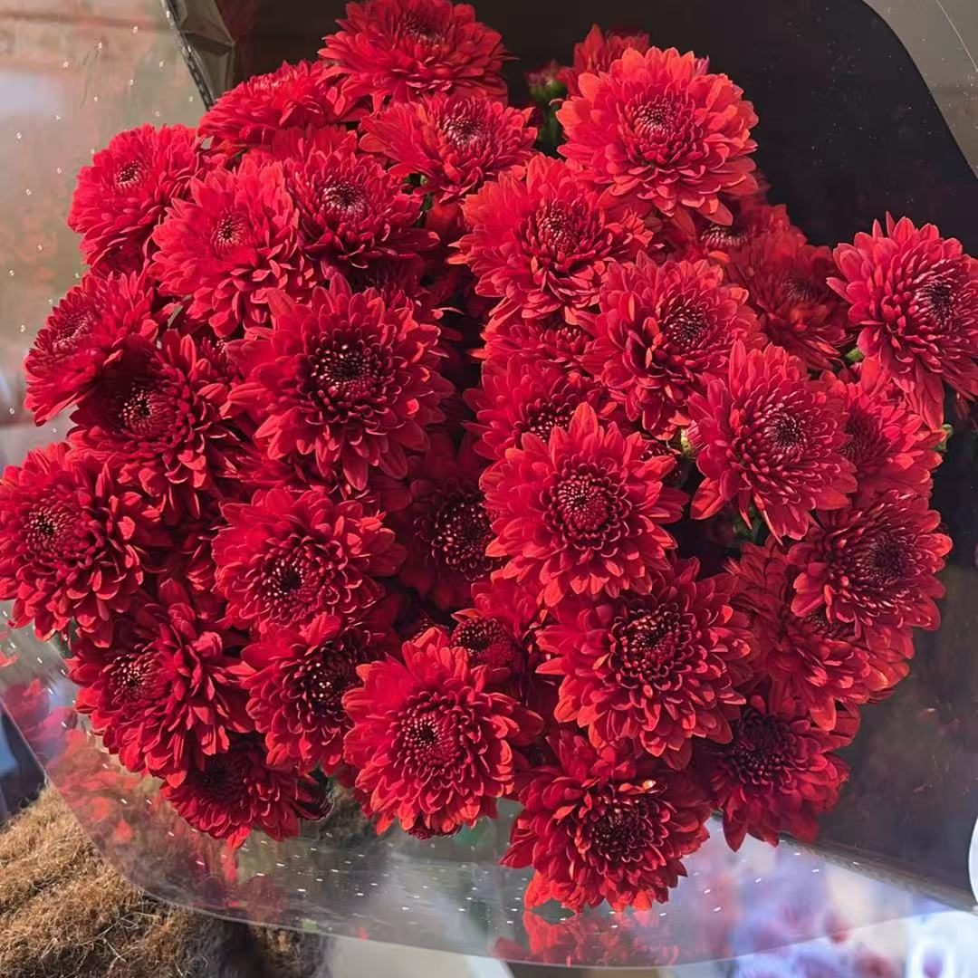 都市红 小雏菊全店任意4单一个运费