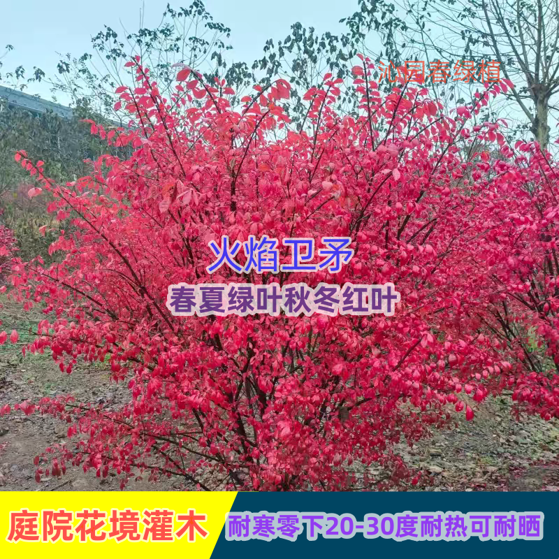 火焰卫矛庭院花境耐寒耐热耐晒秋季红叶灌木植物木棉树石楠花