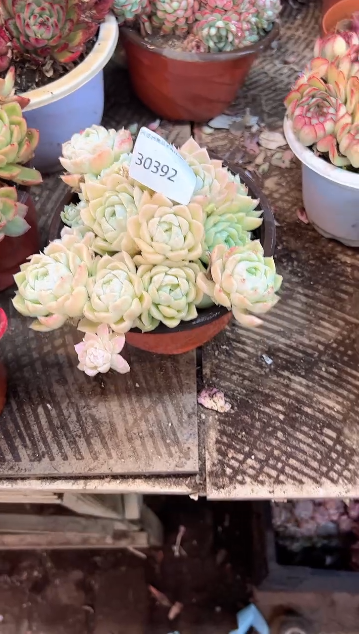 好**生多肉植物一物一拍30392