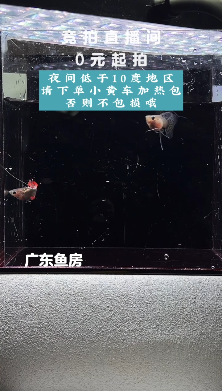 孔雀鱼玻璃猫串串一对编号06