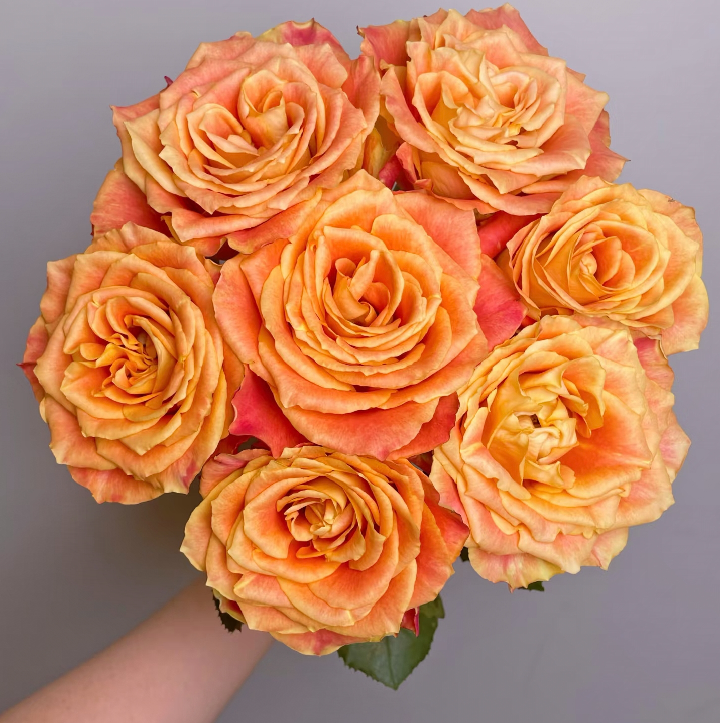 【花之洲】精选欢乐颂单头玫瑰10枝  全店任意两单顺丰包邮