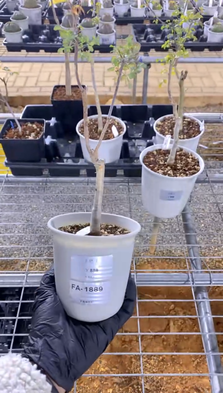 【闪购商品】卡塔夫FA-1889