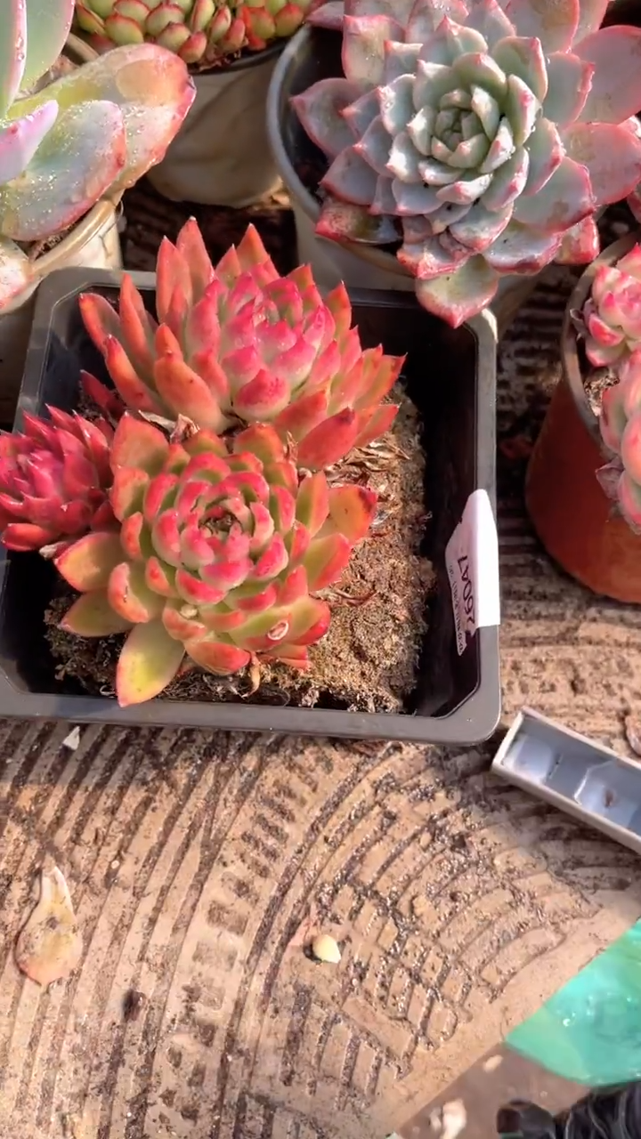 虎**生跃跃精品多肉26047