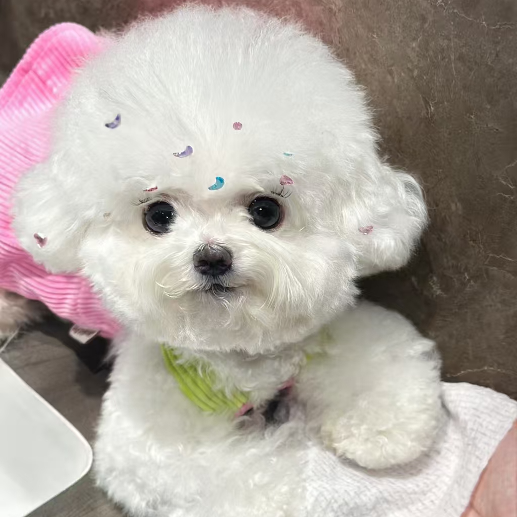 小型犬比熊宠物               衣服              TT