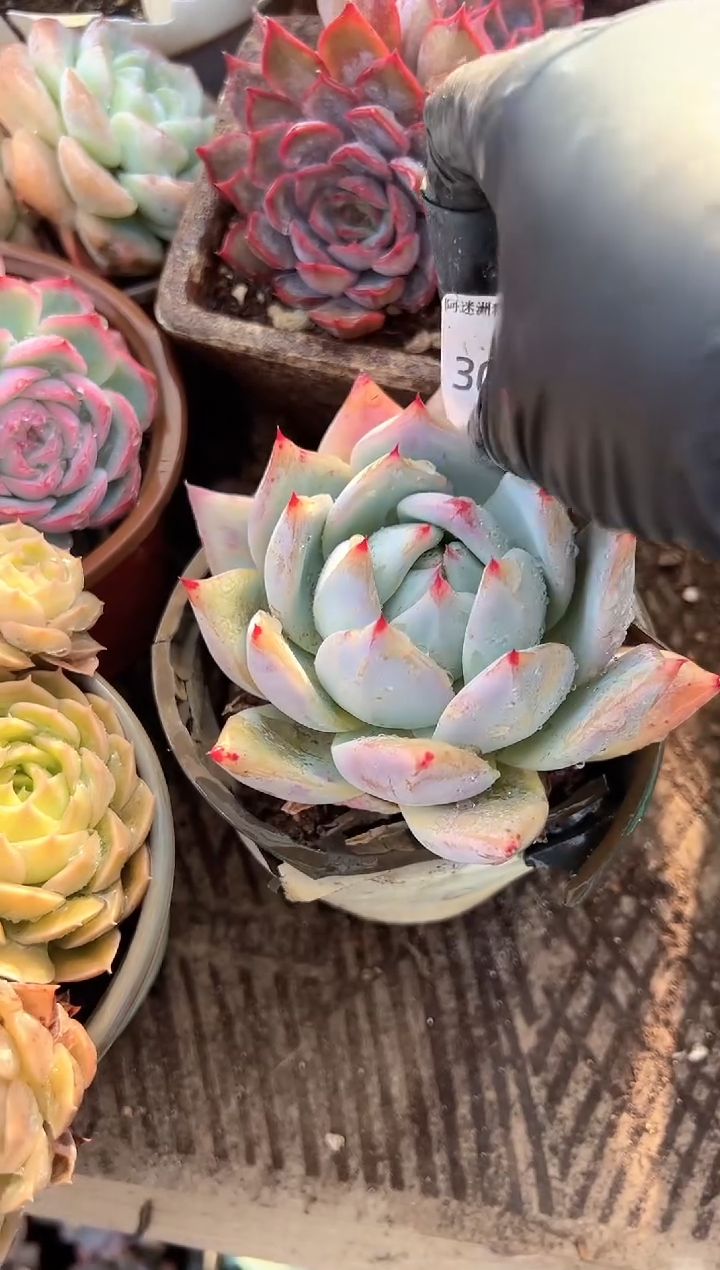 大****铁多肉植物一物一拍30225